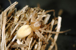 Samice zápřednice ladní (Cheiracanthium campestre). Na rozdíl od zápřednice jedovaté tento druh dospívá už brzy na jaře. Foto J. Dolanský