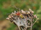 Samec zápřednice Pennyovy (Cheiracanthium pennyi) na zámotku. Tento druh zápřednic se u nás vyskytuje jen na jižní Moravě. Foto J. Dolanský