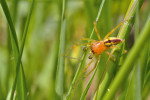 Samec zápřednice mokřadní (Cheiracanthium erraticum). Obývá širokou škálu lučních biotopů. Foto J. Dolanský