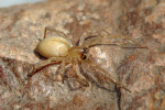 Samice zápřednice Mildeovy (Cheiracanthium mildei). Foto J. Dolanský