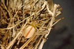 Zápřednice karmínová (Cheiracanthium montanum), samice. Druh se vzhledem podobá z. mokřadní a je u nás poměrně vzácný. K zimování využívá prázdné ulity plžů. Foto J. Dolanský