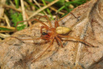 Samec zápřednice ostruhové (Cheiracanthium effossum) má nápadně dlouhé články makadel. Foto J. Dolanský