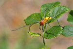 Samec zápřednice ozdobné (Cheiracanthium elegans) má velmi štíhlé a dlouhé nohy. Během chůze je má nataženy před sebe a provádí jimi pátravé pohyby. Zajímavé jsou výrazné výběžky na chelicerách, které jinak najdeme u některých jiho - evropských druhů. Jejich funkce není zatím známa. Foto J. Dolanský