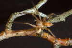 Samec zápřednice zelenavé (Cheiracanthium virescens). Navzdory jménu není zelenavé zbarvení druhu až tak charakteristické. Jako u jediného z našich druhů dospívá část jedinců už na podzim. Foto J. Dolanský