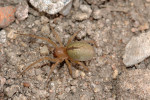 Samice zápřednice zelenavé (Cheiracanthium virescens). Navzdory jménu není zelenavé zbarvení druhu až tak charakteristické. Jako u jediného z našich druhů dospívá část jedinců už na podzim. Foto J. Dolanský