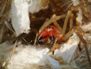 Samice svůj zámotek s mláďaty důrazně brání. Foto J. Dolanský