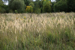 Louky se třtinou křovištní (Calamagrostis epigejos) jsou charakteristickým biotopem zápřednice jedovaté (Cheiracanthium punctorium). Foto J. Dolanský