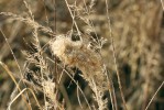 Zámotek zápřednice jedovaté  vytvořený v květenství třtiny křovištní (Calamagrostis epigejos). Tuto trávu si zápřednice vybírají nejčastěji, mnohdy ale dochází také k osídlování dalších vhodných rostlin (lipnice – Poa,  ovsíky – Arrhenatherum, miříkovité – Apiaceae atd.). Foto J. Niedobová