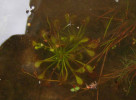 Rosnatka prostřední (Drosera intermedia) na asanovaném rašeliništi u Záblatského rybníka na Třeboňsku (2024). Foto L. Adamec