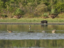 Dva dominantní samci kajmana yakaré (Caiman yacare) v postoji hlava-ocas nad vodou. V pozadí pisila jihoamerická (Himantopus mexicanus melanurus) a pekari bělobradý (Tayassu pecari). Foto J. Moravec