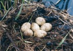 Vejce potápky roháče v průběhu hnízdění postupně tmavnou,  napomáhá tomu i tlení rostlinného  materiálu v hnízdě.