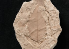 Fosilní list vyhynulého druhu zelkovy Zelkova zelkovifolia z neogénu severních Čech (stáří asi 18 milionů let, Bílina). Velikost listu zhruba 5 cm. Foto: Národní muzeum (za poskytnutí děkujeme J. Kvačkovi)