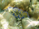 Zéva velká (Tridacna maxima)  z národního parku Taravao v Thajsku. Foto N. Černohorská