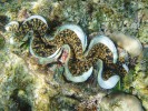 Zéva velká (Tridacna maxima) téměř celá zanořená do vápencového korálového podkladu. Ostrovy Lakadivy ležící severně od Malediv v Indickém oceánu. Foto N. Černohorská