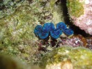 Mladý jedinec blíže neurčeného  druhu rodu Tridacna. Foto N. Černohorská