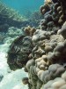Zéva šupinatá (Tridacna squamosa) z ostrova Agatti dorůstá až 45 cm. Lakadivy, Indický oceán. Foto N. Černohorská