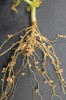 Hrách setý (Pisum sativum) mívá  na kořenech desítky až stovky hlízek se symbiotickými rhizobii – bakteriemi rodu Rhizobium. Foto M. Šimek