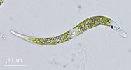 Pohyblivá buňka krásnoočka Euglena mutabilis. V buňce jsou zřetelné chloroplasty, uprostřed velké jádro, v protoplazmě roztroušená malá paramylonová zrna a v přední části výrazné červené stigma. Foto A. Lukešová