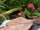 Houby jsou hlavními rozkladači v tropických deštných pralesích.  Plodnice špičky Marasmius haematocephalus vyrůstají z rozkládaného listu. Foto O. Koukol