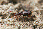 Hmatavec Bryaxis femoratus (drabčíkovití – Staphylinidae: Pselaphinae) patří s délkou těla 1,6–1,8 mm a menší šířkou k zástupcům půdní mezofauny. Žije ve svrchní organické vrstvě půdy (více či méně zetlelém listovém opadu) a meších, kde loví roztoče, případně další drobné členovce. Foto P. Krásenský