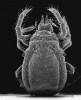  Roztoč Labidostomma luteum.  Dravý roztoč ze skupiny sametkovci (Prostigmata). Velmi rychle se pohybuje v půdním opadu nížinných a podhorských lesů a svými velkými chelicerami a prvním párem nohou loví jiné roztoče, chvostoskoky, hlístice a další drobné bezobratlé. Délka jeho těla se pohybuje v rozmezí 0,7–0,9 mm. Foto J. Starý