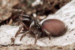 Sklípkánek pontický (Atypus muralis, Atypidae) je silně vázán na stepi  či suché trávníky na spraši nebo skalním podkladu, kde si hloubí až 50 cm hluboké nory pomocí velkých chelicer. Je nej­ohroženější z našich tří druhů sklípkánků (silně ohrožený – EN). Délka těla samice 15–25 mm. Foto P. Krásenský