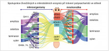Příkladem spolupráce půdních živočichů a mikroorganismů při rozkladu organické hmoty v půdě může být vzájemná kooperace enzymů mikrobiálního původu (jejich geny jsou obsaženy v genetické informaci mikroorganismů) a živočišného původu (jejich geny jsou součástí genomu hostitele) během procesu trávení ve střevech živočichů. Bioinformatické nástroje umožňují rozpoznat aktivní geny v různých střevních oddílech mnohonožky, zjistit, které enzymy se z nich přepisují, do kterých geneticky příbuzných skupin enzymů patří (viz svislé sloupce po stranách) a přiřadit jim původ (levá a pravá strana). Různé barvy odlišují střevní oddíly, kde se enzymy vytvářejí (uprostřed diagramu), a odlišují různé druhy substrátů, které mohou rozkládat – škrob (amylózu), celulózu, laminaran a xylan (vnější části diagramu). Z uvedeného příkladu vidíme, že na rozkladu těchto substrátů spolupracují trávicí enzymy mnohonožky s enzymy mikro­biálního původu. Jejich podíl na procesu trávení se liší v předním a středním oddíle, kde převládají enzymy hostitele, a v zadním oddíle střeva, kde dominují mikrobiální enzymy. Podle metatranskriptomických analýz trávicího traktu mnohonožky Telodeinopus aoutii  (obr. 1) připravil P. Sardar, upravil V. Šustr
