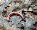 Epigeické žížaly (např. Lumbricus castaneus) žijí především v opadance, kterou rovněž konzumují, rozmělňují a částečně tráví. Proto není jejich vliv vpravdě drilosferický, neboť půda je jimi ovlivňována vesměs nepřímo, přes  změny v opadu. Epigeické žížaly zvyšují rychlost jeho dekompozice, což vede k intenzivnějšímu vyplavování živin do půdy. Pohlcování a trávení exkrementů jiných živočichů navíc napomáhá uvolňování živin vázaných v dosud nestrávených organických frakcích. Podobně  jako v případě ostatních skupin zooedafonu jsou v jejich střevním traktu přednostně stimulovány některé mikroorganismy a redukovány jiné, což zde často vede k vysoké dominanci druhů,  které jsou v okolním prostředí zastoupeny jen vzácně. Foto V. Pižl