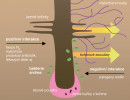 Rhizosféra je jedním z ohnisek  zvýšené biologické aktivity v půdě.  Kořeny rostlin uvolňují do prostředí  velké množství organických látek  ve formě kořenových exsudátů (sacharidy, aminokyseliny, organické kyseliny aj.), slizových látek (glykoproteiny, poly­sacharidy ad.) i jako odumřelé buňky pletiv a jiné rhizodepozice. To stimuluje rozvoj mikrobiálních  společenstev v okolní půdě (rhizosféře),  na povrchu kořenů (v rhizoplánu) i uvnitř rostlinných pletiv (endofytní mikroorganismy). Rostliny takto vyživují bohatá mikrobiální společenstva,  na něž jsou navázány mnohé skupiny půdních živočichů.  Mikroorganismy v rhizosféře podporují růst rostlin řadou mechanismů, z nichž nejlépe poznané jsou uvedeny jako  pozitivní interakce. Za pomoci extracelulárních enzymů (a živočichů) rozkládají organické látky a mineralizují je na nejjednodušší sloučeniny včetně dusíkatých, fosforečných nebo sirných minerálních látek a iontů, které pak slouží  jako živiny pro samotné mikroorganismy a rostliny při produkci nové biomasy. Mikrobiální společenstvo se během růstu kořene mění, mladý kořen (na obr.) má kořenovou špičku a vlášení a produkuje nejvíce exsudátů; jak stárne, mohou se z něj více odlupovat povrchové části. Kořeny a mykorhizní houby vytvářejí mykorhizosféru (viz dále).  Podle: H.-P. Blume a kol. (2016)