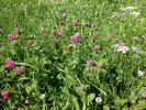 Jetel luční (Trifolium pratense), stejně jako další jeteloviny, přispívá k pestrosti jetelovinotravních porostů na zemědělské půdě i polopřirozených společenstev. Symbiotickou fixací vzdušného  molekulárního dusíku (N2) s hlízkovými bakteriemi zajišťuje většinu své potřeby dusíku. Značný podíl fixovaného dusíku je navíc k dispozici pro další rostliny společenstva a zprostředkovaně pro mnoho půdních mikroorganismů.  Jeteloviny prokořeňují půdu do velké hloubky, tím napomáhají tvorbě dobré půdní struktury, transportu organické hmoty a živin a oživení hlubších vrstev půdy. Prostřednictvím mykorhizních hub, s nimiž jsou kořeny jetele v symbióze, se podstatně rozšiřuje objem půdy, z něhož společenstvo rostlin a mikro­organismů může čerpat minerální živiny a vodu. Foto M. Kobes