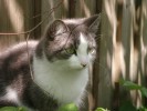 Kočka domácí (Felis catus). S pomocí člověka se rozšířila na všechny kontinenty, vyjma Antarktidy. Toulavé nebo  zdivočelé kočky zabijí ročně jen v USA několik miliard ptáků a v Evropě mohou také ohrožovat populace koček divokých (F. sylvestris) hybridizací. Foto J. Jeschke