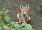 Liška obecná (Vulpes vulpes) –  šelma s největším přirozeným areálem.  V Austrálii, kam byla liška zavlečena britskými kolonisty za účelem lovu,  dnes její populace čítá přes 6 milionů. Podílela se zde na vyhubení několika živočišných druhů, včetně klokánka pouštního (Caloprymnus campestris). Foto T. Blackburn