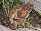 Ropucha obrovská (Rhinella marina) z Jižní a Střední Ameriky ohrožuje  po introdukci do Austrálie např. tamní  predátory produkcí obranného jedu velkými příušními žlázami. Foto J. Moravec