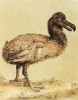 Dronte mauricijský (Raphus cucullatus neboli Didus ineptus) byl i ve sbírce císaře Rudolfa II. na Pražském hradě. Vzhled tohoto vymřelého ptáka podle Jorise Hoefnagela (1542–1610) a jeho syna Jacoba (1575–1630; Živa 2006, 1: 35–37)