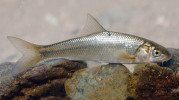 Parma balúčistánská (Capoeta capoeta) rovněž z Ázerbájdžánu, patří do skupiny sesterské rodu Luciobarbus. Oproti němu má zavalitější tělo a mohutnější vzezření. U rodu Capoeta došlo dokonce k vícenásobnému zmnožení genomu –  je hexaploidní. Foto Z. Musilová