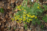 Starček skalní (Senecio rupestris) byl do r. 2007 považován za nezvěstný druh naší květeny. Nález r. 2008 v přírodní re zervaci Rohová se stal teprve jeho druhou novodobou lokalitou. Foto J. Vrána