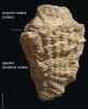 Schránka rudisty rodu Radiolites v životní pozici. Schránky těchto mlžů poskytují informace nejen o teplotě okolí a charakteru sedimentace, ale také o svém stáří (díky využití geochemických metod – analyzuje se např. izotopové  složení kyslíku nebo stroncia). Často je diskutována i jejich schopnost uchovat záznam o obsahu živin v okolní vodě nebo její salinitě (stabilní izotopy  kyslíku a uhlíku). Měřítko 1 cm. Foto M. Košťák