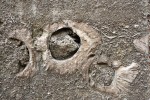 Průřezy schránek rudistů druhu Radiolites sanctaebarbarae ve stavebním kameni chrámu sv. Barbory. Poprvé se o rudistech na našem území zmiňuje Bohuslav Balbín (1679). Povšiml si úlomků jejich schránek v pískovci  použitém při stavbě chrámu sv. Barbory, které přirovnal ke „směsi lidských  kostí… ve skálu ztvrdlých“. Průměr největšího exempláře 10 cm. Foto M. Košťák