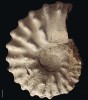 Tethydní amonit Romaniceras (Yubariceras) ornatissimum z vyššího středního turonu české křídové pánve. Měřítko 1 cm. Národní Muzeum v Praze. Foto O. Kohout
