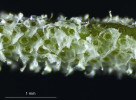 Odumřelé stříbřité trichomy na listu Tillandsia capillaris určené k nasávání vody z rosy a deště a jejímu předávání živým buňkám listu. Foto J. Ponert