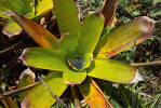 Listové růžice mnoha bromelií tvoří nádrž zadržující vodu. V přírodě slouží nejen samotné rostlině, ale žijí v nich také specifičtí živočichové. Ekvádor, Valladolid. Foto J. Ponert