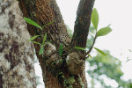 Myrmekofilní epifytický druh Hydno­phytum formicarium z čeledi mořenovitých (Rubiaceae) vytváří ze svého hypokotylu mohutný kaudex, který je z velké části dutý a slouží jako domov pro symbiotické mravence. Vietnam, Khanh Hoa. Foto J. Ponert