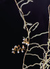 Microcoelia cornuta je příkladem epifytické orchideje, která vůbec nemá listy a fotosyntetizuje pouze kořeny.  Ty vyrůstají spolu s květními stvoly z tenkého stonku. Foto J. Ponert