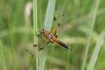 Vážka čtyřskvrnná (Libelulla quadrimaculata), zástupce hmyzu s archaickým uspořádáním letového aparátu. Foto P. Šípek 