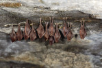 Vrápenec malý (Rhinolophus hipposideros), který během zimování neskládá křídla podél těla, ale omotává se křídelní blánou. Vždy zimuje samostatně, bez dotyku s jinými jedinci. Foto J. Pikula