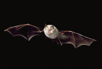 Vrápenec malý (Rhinolophus hipposideros) – skvělý letec, schopný lovit i uvnitř větvoví stromů, kde sbírá potravu z povrchu listů. Foto V. Káňa