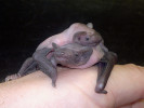Mláďata netopýra rezavého (Nyctalus noctula). Mláďata netopýrů se rodí slepá, hluchá, holá a neschopná samostatné  termoregulace. Do velikosti dospělého jedince však dorostou během pouhých pěti týdnů. Foto J. Pikula