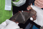 Netopýr velký (Myotis myotis) je modelovým druhem řady fyziologických, ekologických,  behaviorálních i veterinárních výzkumů. Během zimy patří mezi typické  obyvatele našich jeskyní a štol,  v létě ho najdeme i na kostelních,  hradních nebo zámeckých půdách. Foto M. Dolinay