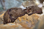 Asijský druh Murina hilgendorfi zimuje v jeskyních, ale dokáže přežít i ve sněhu, kde si vytváří úkryt podobný iglú. Foto J. Pikula