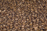 Netopýr velký (Myotis myotis) často během hibernace vytváří početné shluky. Díky sociální  termoregulaci může uspořit významné množství energetických zásob. Foto J. Pikula